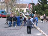 Maibaum 174